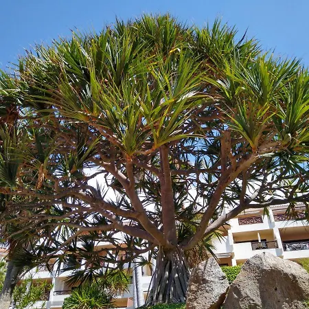 Apartment Forest Flat - Big Heated Pool, Terrace, Tv Channels San Miguel de Abona
