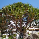 Apartament Forest Flat - Big Heated Pool, Terrace, Tv Channels San Miguel de Abona