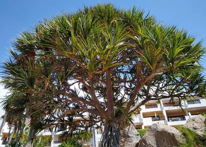 Lejlighed Forest Flat - Big Heated Pool, Terrace, Tv Channels San Miguel de Abona